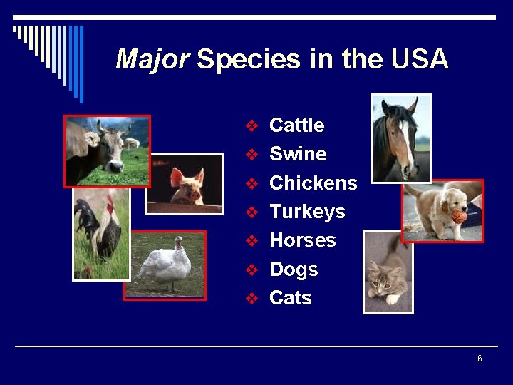 Major Species in the USA v Cattle v Swine v Chickens v Turkeys v