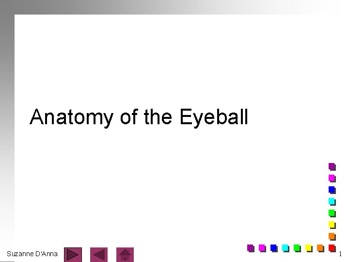 Anatomy of the Eyeball Suzanne D'Anna 1 