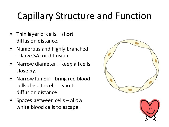 Capillary Structure and Function • Thin layer of cells – short diffusion distance. •