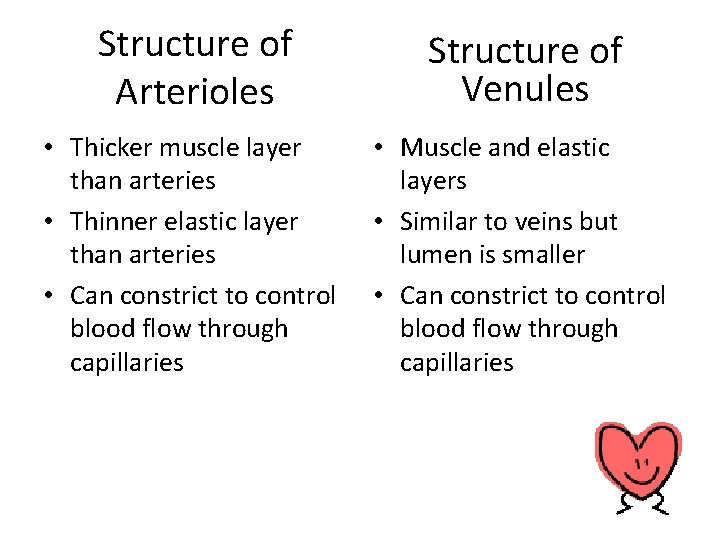 Structure of Arterioles Structure of Venules • Thicker muscle layer than arteries • Thinner