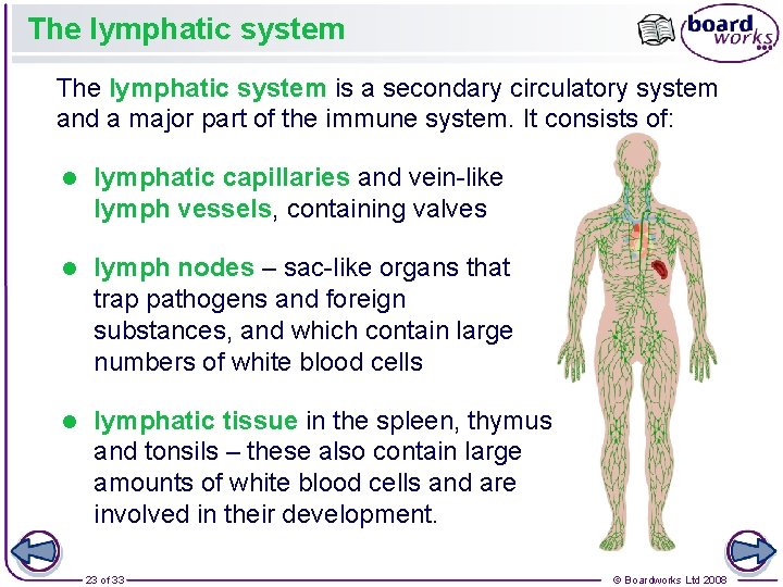 The lymphatic system is a secondary circulatory system and a major part of the