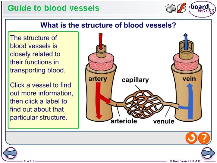 Guide to blood vessels 3 of 33 © Boardworks Ltd 2008 