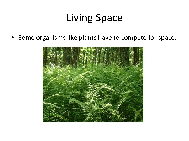 Living Space • Some organisms like plants have to compete for space. 