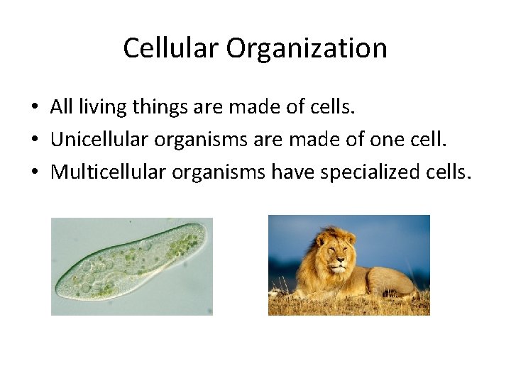 Cellular Organization • All living things are made of cells. • Unicellular organisms are