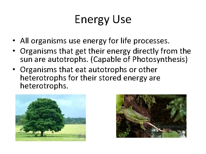 Energy Use • All organisms use energy for life processes. • Organisms that get