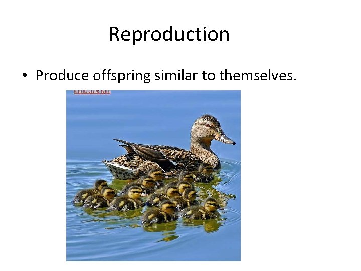 Reproduction • Produce offspring similar to themselves. 