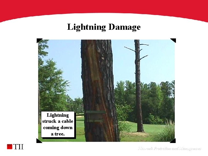 Lightning Damage Lightning struck a cable coming down a tree. Network Protection and Management