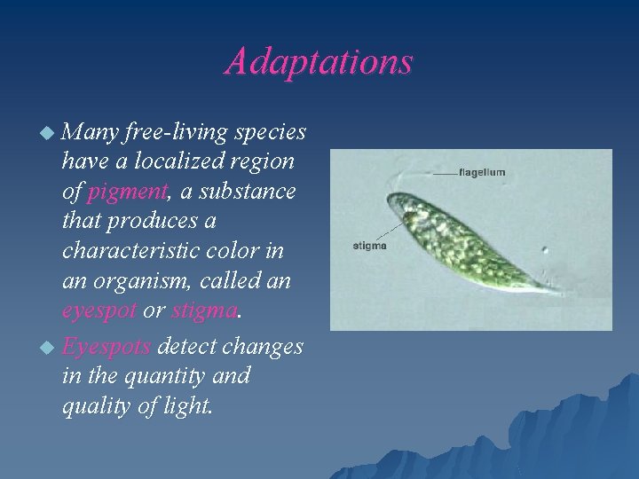 Adaptations Many free-living species have a localized region of pigment, a substance that produces