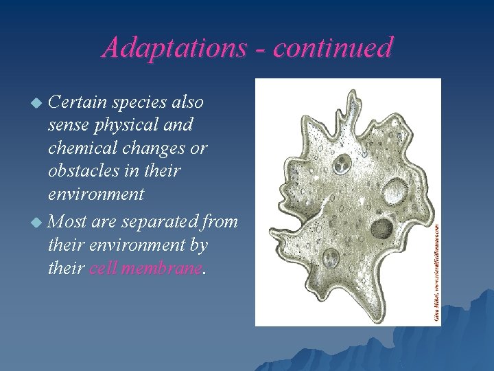 Adaptations - continued Certain species also sense physical and chemical changes or obstacles in