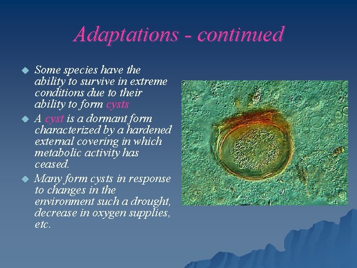 Adaptations - continued u u u Some species have the ability to survive in