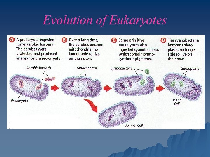 Evolution of Eukaryotes 