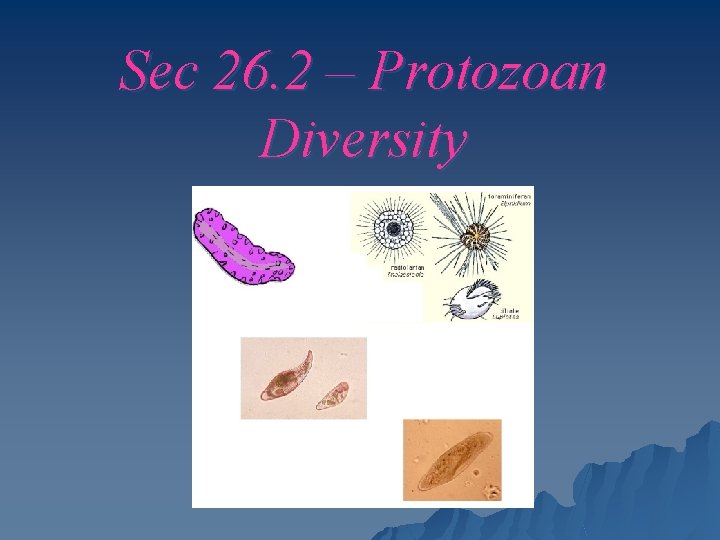 Sec 26. 2 – Protozoan Diversity 