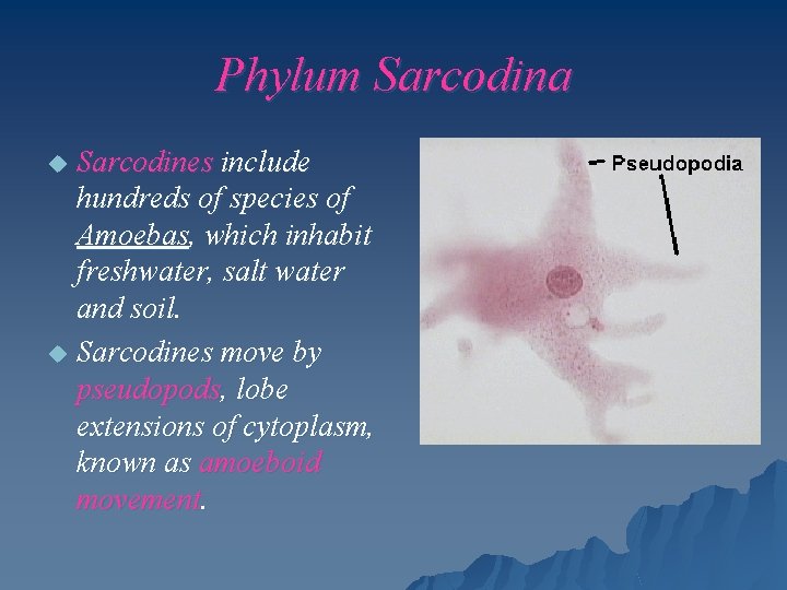 Phylum Sarcodina Sarcodines include hundreds of species of Amoebas, which inhabit freshwater, salt water