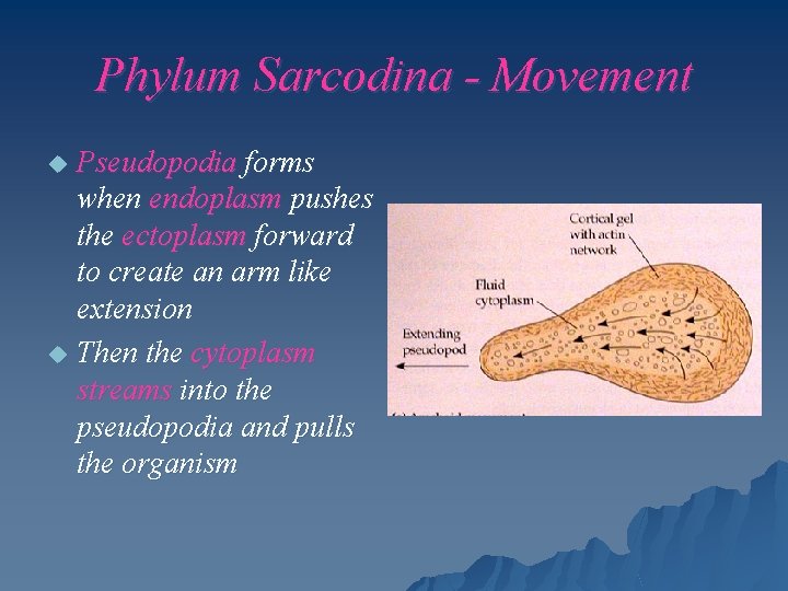 Phylum Sarcodina - Movement Pseudopodia forms when endoplasm pushes the ectoplasm forward to create