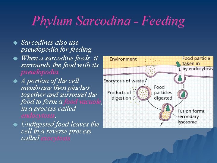 Phylum Sarcodina - Feeding u u Sarcodines also use pseudopodia for feeding. When a