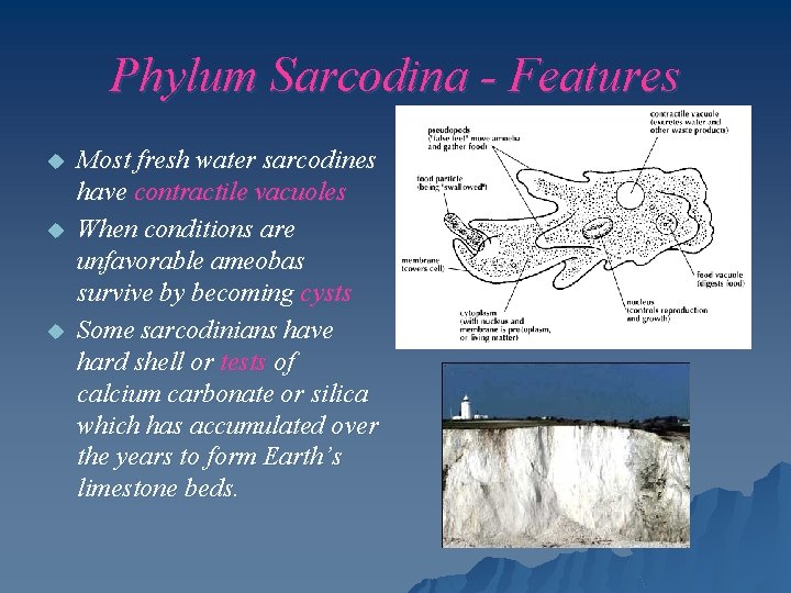 Phylum Sarcodina - Features u u u Most fresh water sarcodines have contractile vacuoles