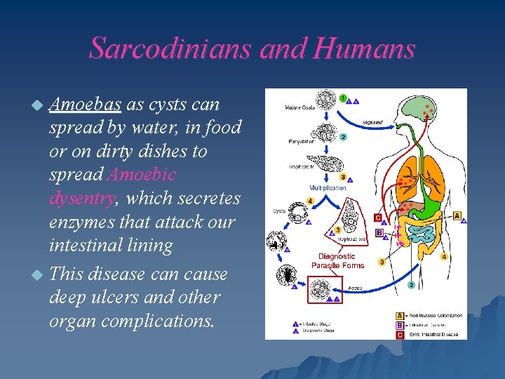 Sarcodinians and Humans Amoebas as cysts can spread by water, in food or on
