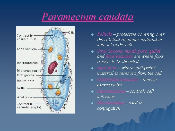 Paramecium caudata u u u Pellicle – protective covering over the cell that regulates
