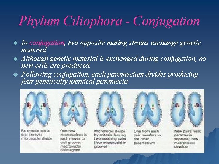 Phylum Ciliophora - Conjugation u u u In conjugation, two opposite mating strains exchange