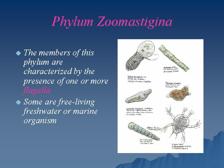 Phylum Zoomastigina The members of this phylum are characterized by the presence of one