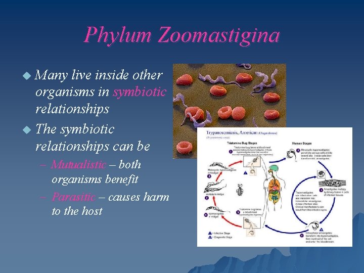 Phylum Zoomastigina Many live inside other organisms in symbiotic relationships u The symbiotic relationships