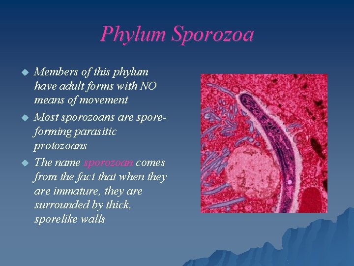 Phylum Sporozoa u u u Members of this phylum have adult forms with NO
