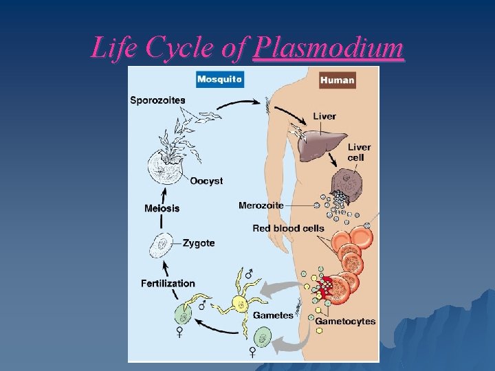 Life Cycle of Plasmodium 