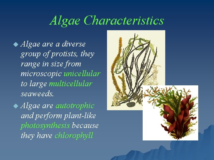 Algae Characteristics Algae are a diverse group of protists, they range in size from
