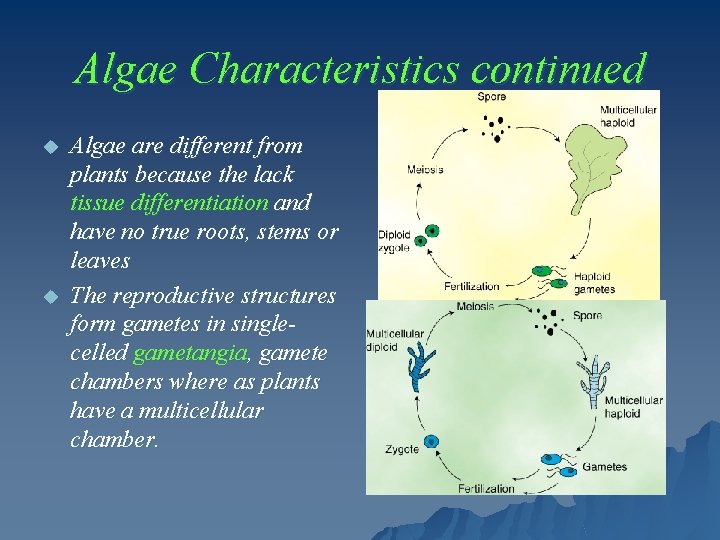 Algae Characteristics continued u u Algae are different from plants because the lack tissue