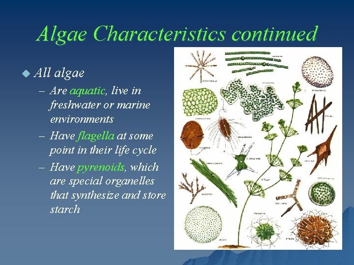 Algae Characteristics continued u All algae – Are aquatic, live in freshwater or marine