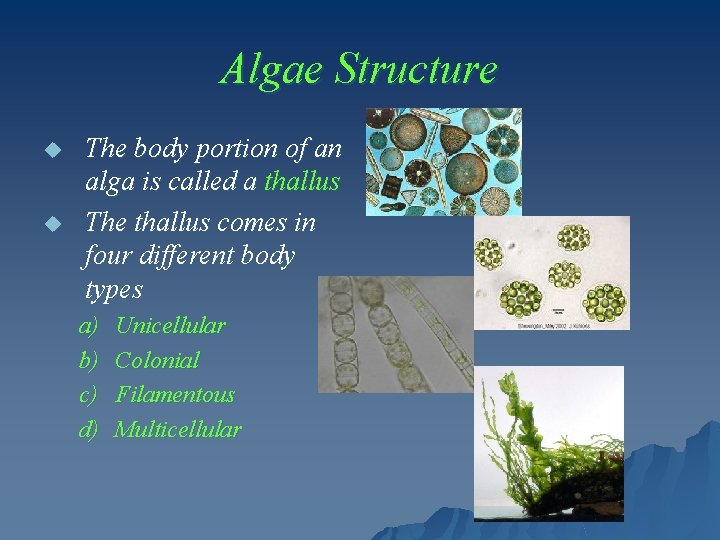 Algae Structure u u The body portion of an alga is called a thallus