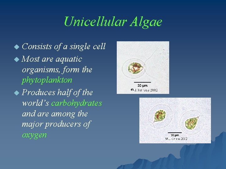 Unicellular Algae Consists of a single cell u Most are aquatic organisms, form the