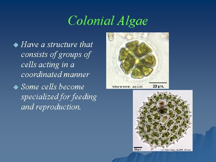 Colonial Algae Have a structure that consists of groups of cells acting in a