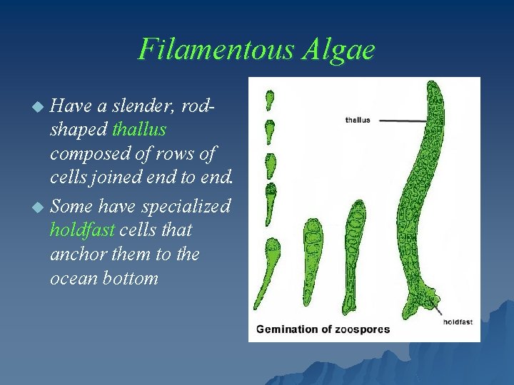 Filamentous Algae Have a slender, rodshaped thallus composed of rows of cells joined end