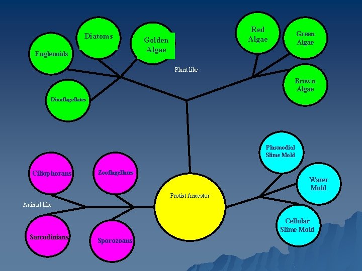 Diatoms Euglenoids Red Algae Golden Algae Green Algae Plant like Brown Algae Dinoflagellates Plasmodial