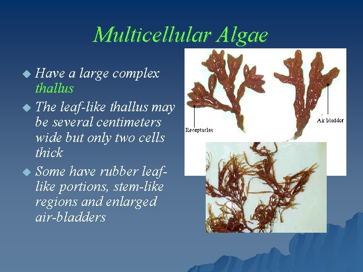 Multicellular Algae Have a large complex thallus u The leaf-like thallus may be several