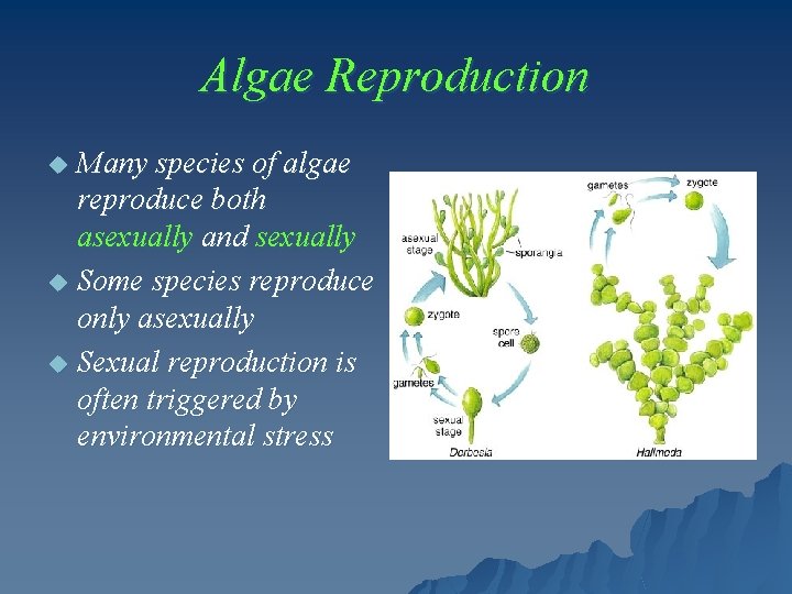 Algae Reproduction Many species of algae reproduce both asexually and sexually u Some species