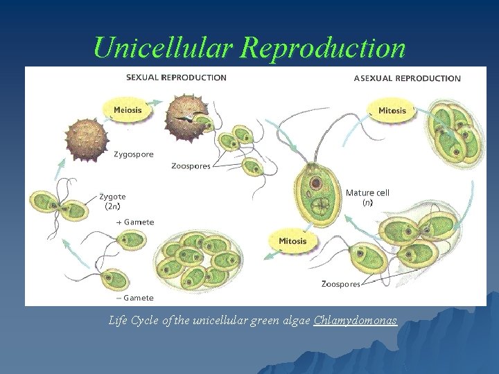 Unicellular Reproduction Life Cycle of the unicellular green algae Chlamydomonas 