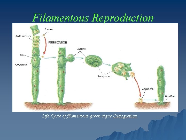 Filamentous Reproduction Life Cycle of filamentous green algae Oedogonium 