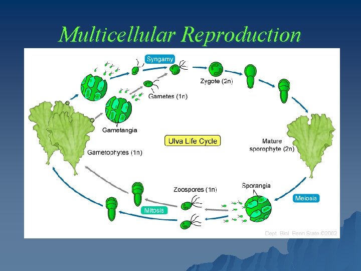 Multicellular Reproduction 