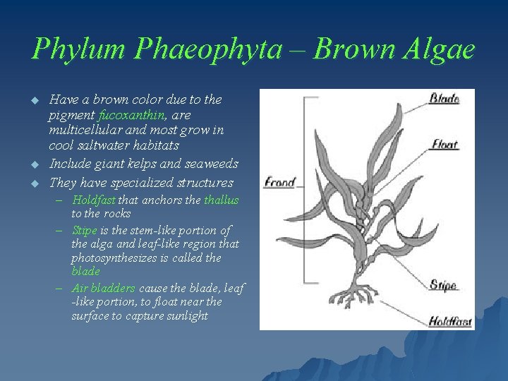 Phylum Phaeophyta – Brown Algae u u u Have a brown color due to