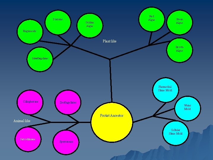Diatoms Red Algae Golden Algae Green Algae Euglenoids Plant like Brown Algae Dinoflagellates Plasmodial