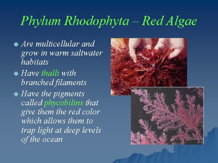 Phylum Rhodophyta – Red Algae Are multicellular and grow in warm saltwater habitats u