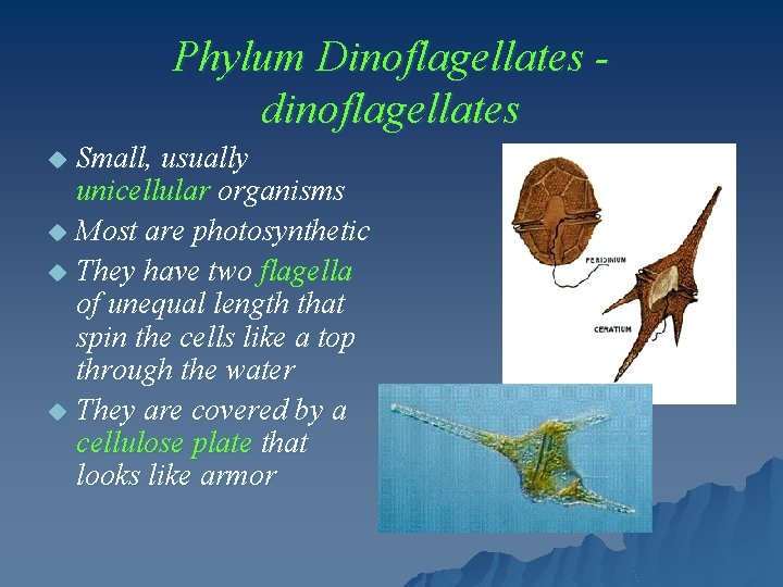 Phylum Dinoflagellates dinoflagellates Small, usually unicellular organisms u Most are photosynthetic u They have