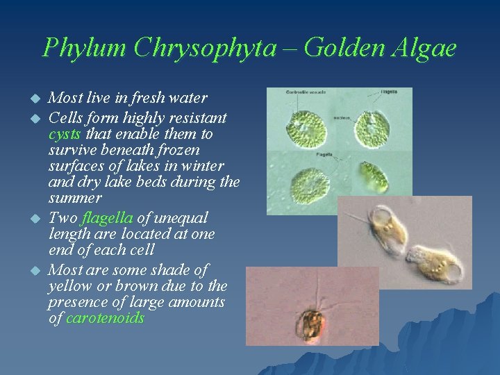 Phylum Chrysophyta – Golden Algae u u Most live in fresh water Cells form