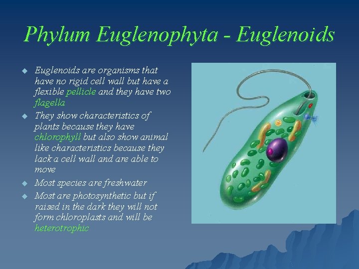 Phylum Euglenophyta - Euglenoids u u Euglenoids are organisms that have no rigid cell