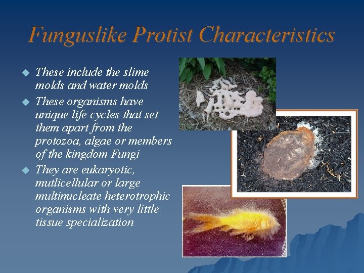 Funguslike Protist Characteristics u u u These include the slime molds and water molds