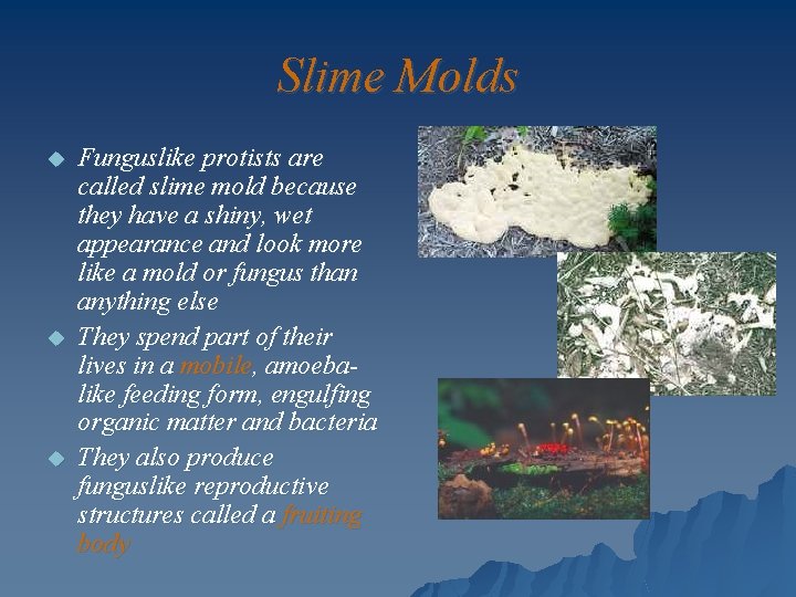 Slime Molds u u u Funguslike protists are called slime mold because they have
