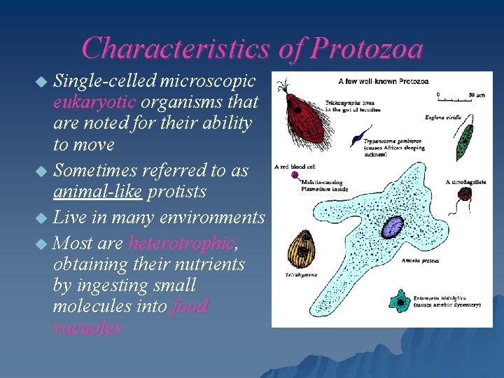 Characteristics of Protozoa Single-celled microscopic eukaryotic organisms that are noted for their ability to