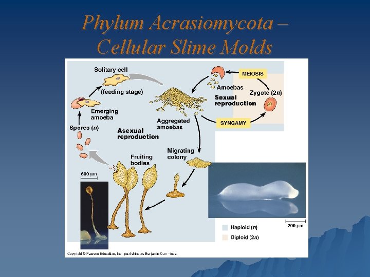 Phylum Acrasiomycota – Cellular Slime Molds 